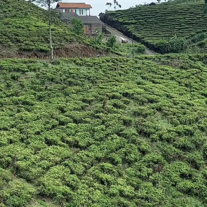 Suasana dalam villa Bumina EENK